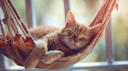 Ginger Kitten Sleeping in A Hammock