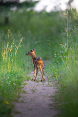 dog in the woods