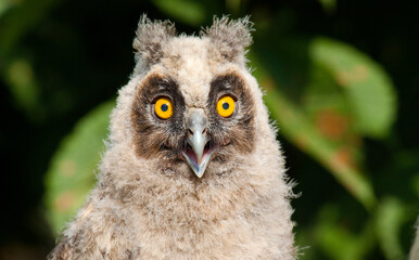 close up of a owl
