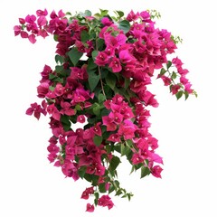 The Bougainvillea (paper flower) tropical flower climber vine is shown isolated on a white background with the clipping path included.
