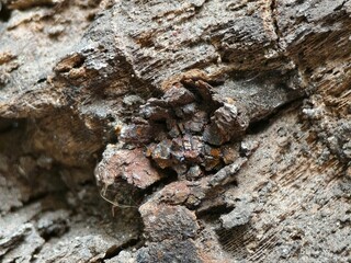 bark of a tree