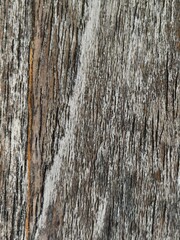 Obraz premium bark of tree