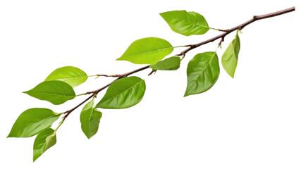 Fototapeta premium PNG Tree branch leaf plant white background.
