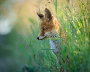 red fox in the wild