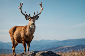Fototapeta premium deer in the mountains