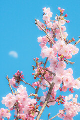 河津桜と青空と月