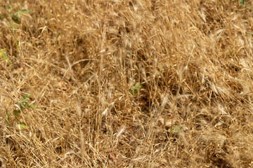 Texture of dry sun-bleached grass