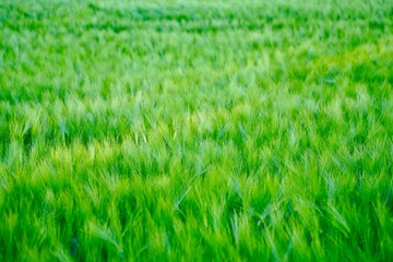 Close-up of a field of Hordeum vulgare, or barley close to Alstadhaug church in Levanger, Norway.
