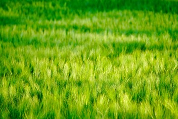Close-up of a field of Hordeum vulgare, or barley close to Alstadhaug church in Levanger, Norway.