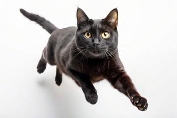 Black cat jumping on white background