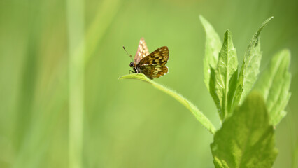 butterfly. beautiful delicate butterfly. butterfly sits on the meadow grass. Blurred green grass in the background, insects macro. environment, copy space. spring or summer season. soft focus