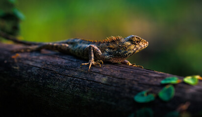 Oriental Lizard on tree at Lions Club Nature Education Centre, Hong Kong