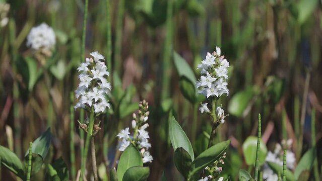Menyanthes trifoliata. Buckbean in summer in the Arctic zone of Russia