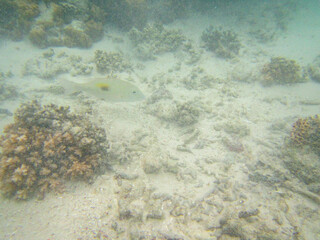 coral reef in the sea