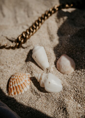 Seashells