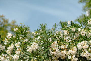 Close-up of an oleander bush with white blossoms against a clear sky. The vibrant flowers and lush...