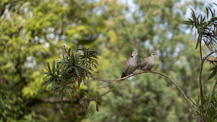 Two doves perched on a tree branch with a blurred green background. The natural setting and bird...