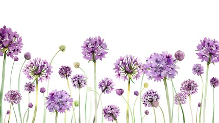 Allium frame clipart, flower border, watercolor illustration, purple and green, isolated on white background,