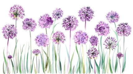 Naklejka premium Allium frame clipart, flower border, watercolor illustration, purple and green, isolated on white background,