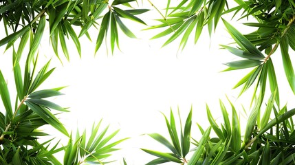 Fototapeta premium Bamboo leaf frame clipart, foliage border, 3D illustration, lush green, isolated on white background,