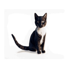 cute black and white cat vector image