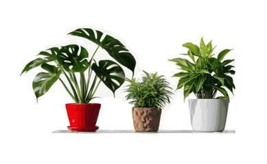 vector image bundle of ornamental plants and pots