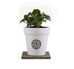 white pot and short plant vector