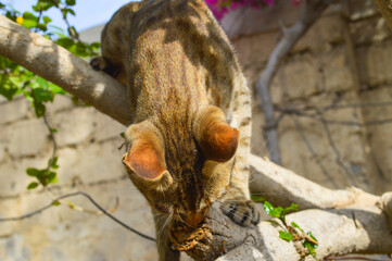 brown cat on a tree, kitten playing in garden animal nature background