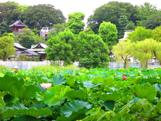 a leisurely landscape