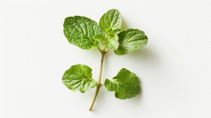The green leave on white background UHD wallpaper