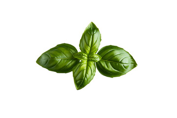 fresh basil leaves, png