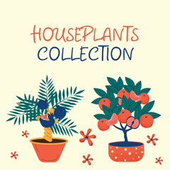 Discover a stylish collection of colorful plant