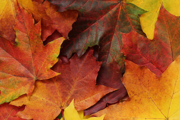 Autumn leaves background. Colorful maple leaves. Fall season concept. Top view.