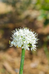 onion flower close up with natural bokeh background in garden