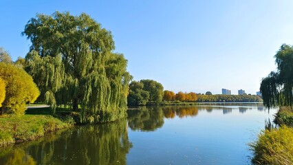 Fototapeta premium Willow branches growing on the grassy bank overhang the river. Fallen leaves are floating in the water. On the opposite bank are a trees with yellow leaves and a city buildings. Sunny autumn weather