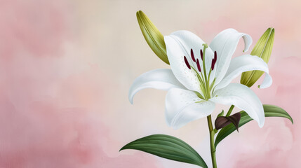 Fototapeta premium Watercolor illustration of a serene white lily anchored by rich burgundy accents conveying funeral dignity watercolour background 