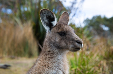 Portrait shot of an eastern grey kangaroo.