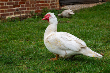 Farmyard goose on green grass.
