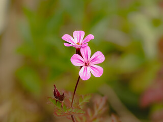 Obraz premium pink flowers in the garden