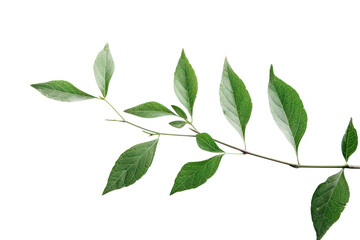Fototapeta premium PNG Branch leaves or green leaf annonaceae herbal plant.
