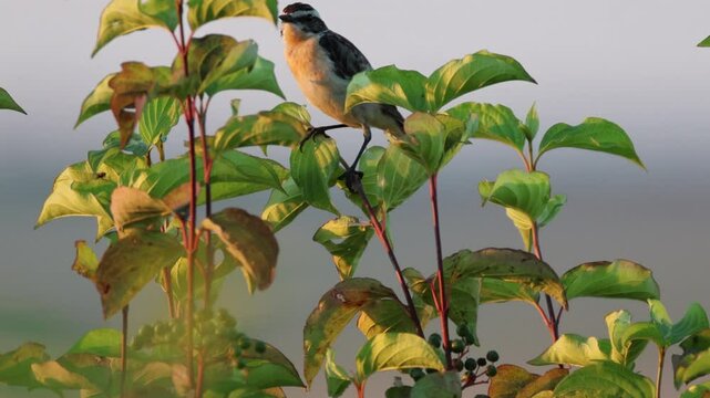 A male whinchat sits atop the green bush and sings its song on a sunny summer evening. 