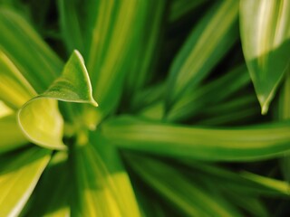 Close-up of Green Leaf with Soft Focus for Background 