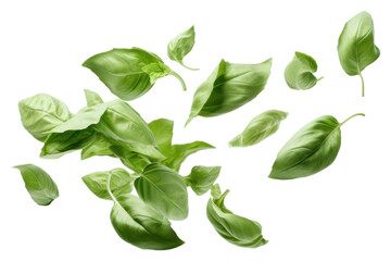 PNG Basil leaves plant herbs leaf.