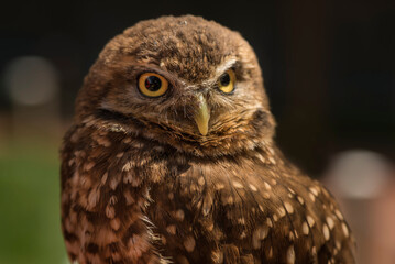 Eurasian Eagle Owl in canada