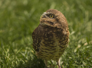 Eurasian Eagle Owl in canada