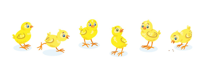 Set of six funny yellow chicks.  Isolated on white background. Vector flat illustration.