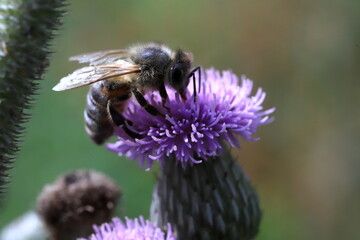 bee on a flower