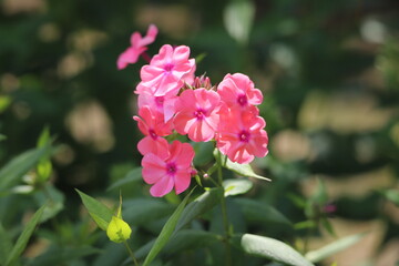 pink flowers in the garden