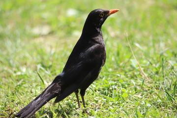 Fototapeta premium blackbird on the grass
