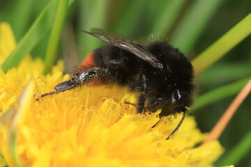 bumblebee on yellow flower